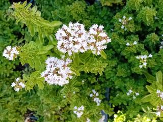 Origanum vulgare 'Nanum'