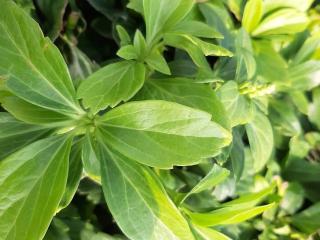 Pachysandra terminalis 'Green Carpet'