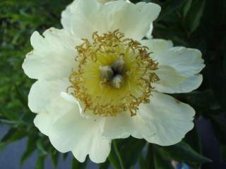 Paeonia 'Claire de Lune' (LS)