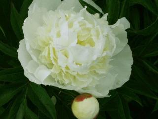 Paeonia 'Duchesse de Nemours' (LD)