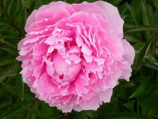 Paeonia 'Sara Bernhardt' (LD)