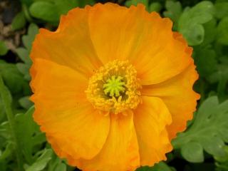 Papaver nudicaule 'Gartenzwerg'