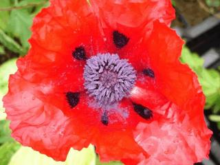 Papaver orientale 'Beauty of Livermere'