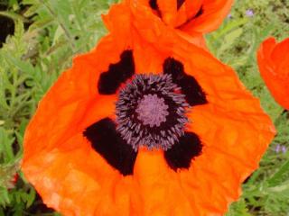 Papaver orientale 'Brillant'