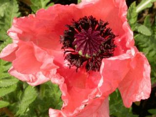 Papaver orientale 'Helen Elisabeth'