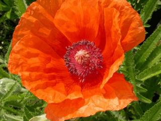 Papaver orientale 'Harvest Moon'