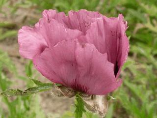 Papaver orientale 'Patty's Plume'