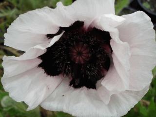 Papaver orientale 'Perry's White'