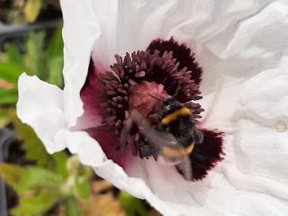 Papaver orientale 'Royal Wedding'