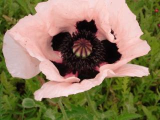 Papaver orientale 'Victoria Louise'