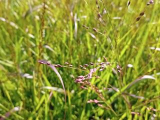 Panicum virgatum 'Squaw'