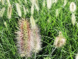 Pennisetum alopecuroïdes 'Reborn'