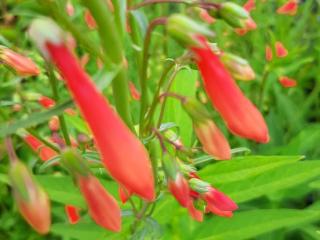 Penstemon barbatus 'Coccineus'