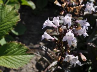 Penstemon digitalis 'Huskers Red'