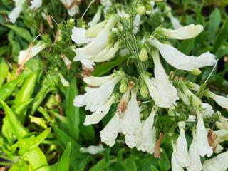 Penstemon hirsutus 'Pygmeus Albus'