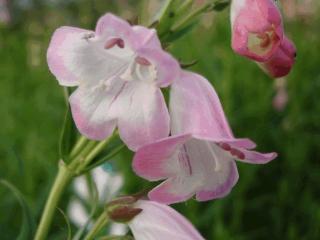 Penstemon hybride 'Apple Blossom'