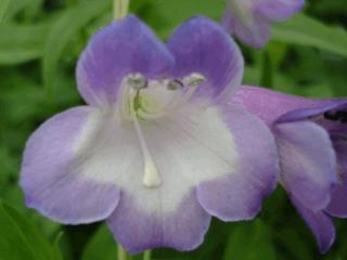 Penstemon hybride 'Alice Hindley'