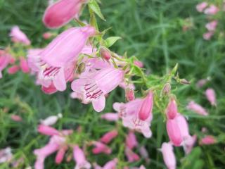 Penstemon hybride 'Evelyn'