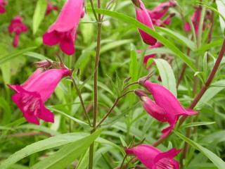 Penstemon hybride 'Garnet'