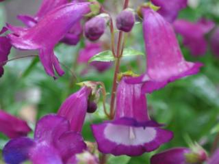Penstemon hybride 'Purple Passion'