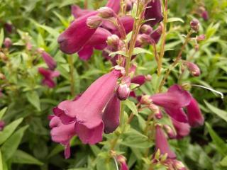 Penstemon hybride 'Raven'