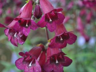 Penstemon hybride 'Rich Ruby'