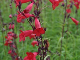 Penstemon hybride 'Schoenholzeri'