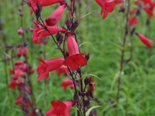 Penstemon hybride 'Schoenholzeri'