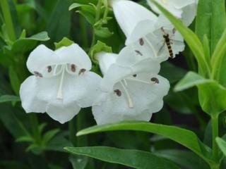 Penstemon hybride 'White Bedder'