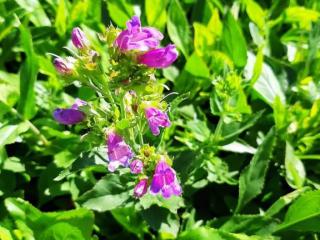 Penstemon hybride 'Winter Star'