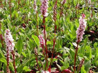 Persicaria affinis 'Darjeeling Red'