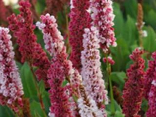 Persicaria affinis 'Kabouter'