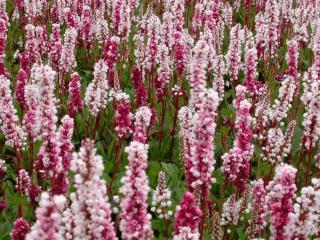 Persicaria affinis 'Superba'