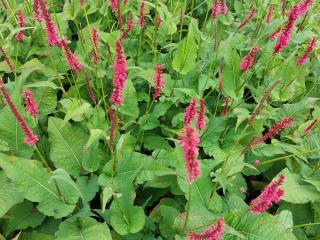 Persicaria amplexicaulis
