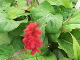 Persicaria amplexicaulis 'Annes Choice' ®