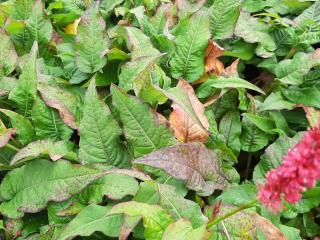 Persicaria amplexicaulis 'Delgado Macho' ®