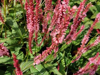 Persicaria amplexicaulis 'Fascination'