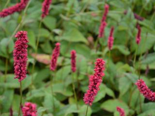 Persicaria amplexicaulis 'Fat Domino' ®