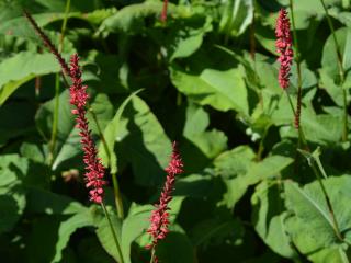 Persicaria amplexicaulis 'Firedance'