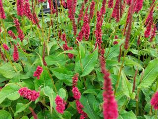 Persicaria amplexicaulis 'Finy Tiny'