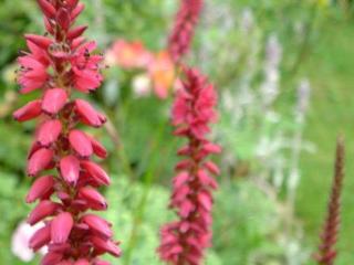 Persicaria amplexicaulis 'Inverleith'