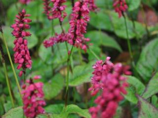 Persicaria amplexicaulis 'J.S. Caliente' ®