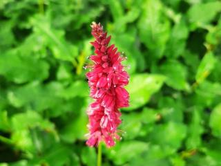 Persicaria amplexicaulis 'J.S. Calor' ®