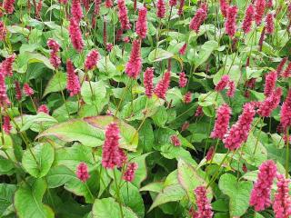 Persicaria amplexicaulis 'Lisan'