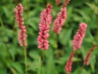 Persicaria amplexicaulis 'Orangofield' ®