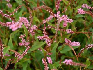 Persicaria amplexicaulis 'Pink Elephant' ®