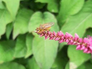 Persicaria amplexicaulis 'Pinkfield' ®