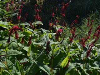 Persicaria amplexicaulis 'Red Baron'