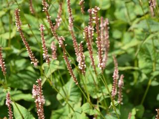 Persicaria amplexicaulis 'Rosea'