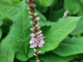 Persicaria amplexicaulis 'Pink Mist'